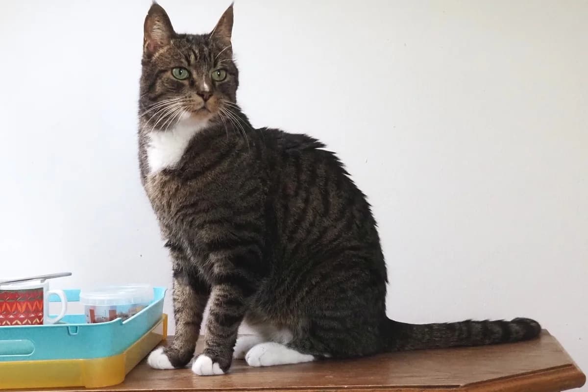Lumpi, male senior Mixed Breed for adoption at Tierheim Starnberg, Starnberg