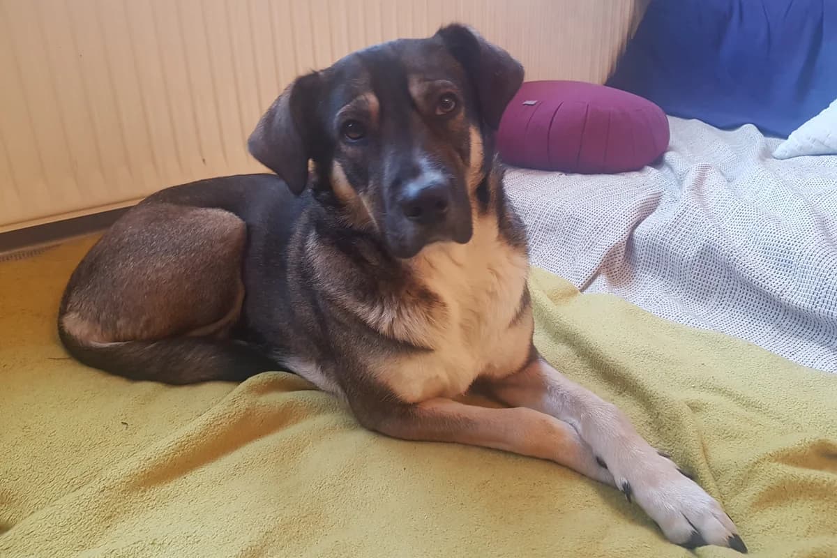 Feli, female 6yo Mixed Breed for adoption at Tierheim Starnberg, Starnberg