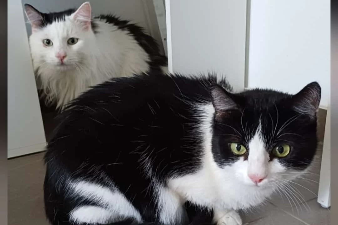 Momo und Ronja –, 6yo Mixed Breed for adoption at Tierheim Starnberg, Starnberg