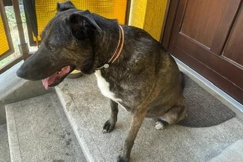 Lilly, female Mixed Breed for adoption at Tierheim Starnberg, Starnberg