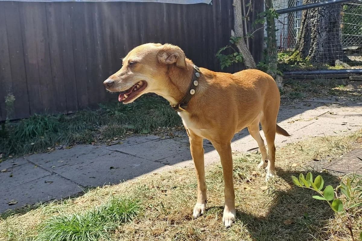 Mira, braun female Mixed Breed for adoption at Tierheim Starnberg, Starnberg