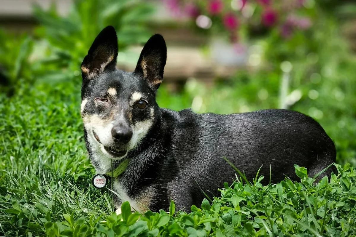 Ronja, female 3yo Mixed Breed for adoption at Tierheim Starnberg, Starnberg