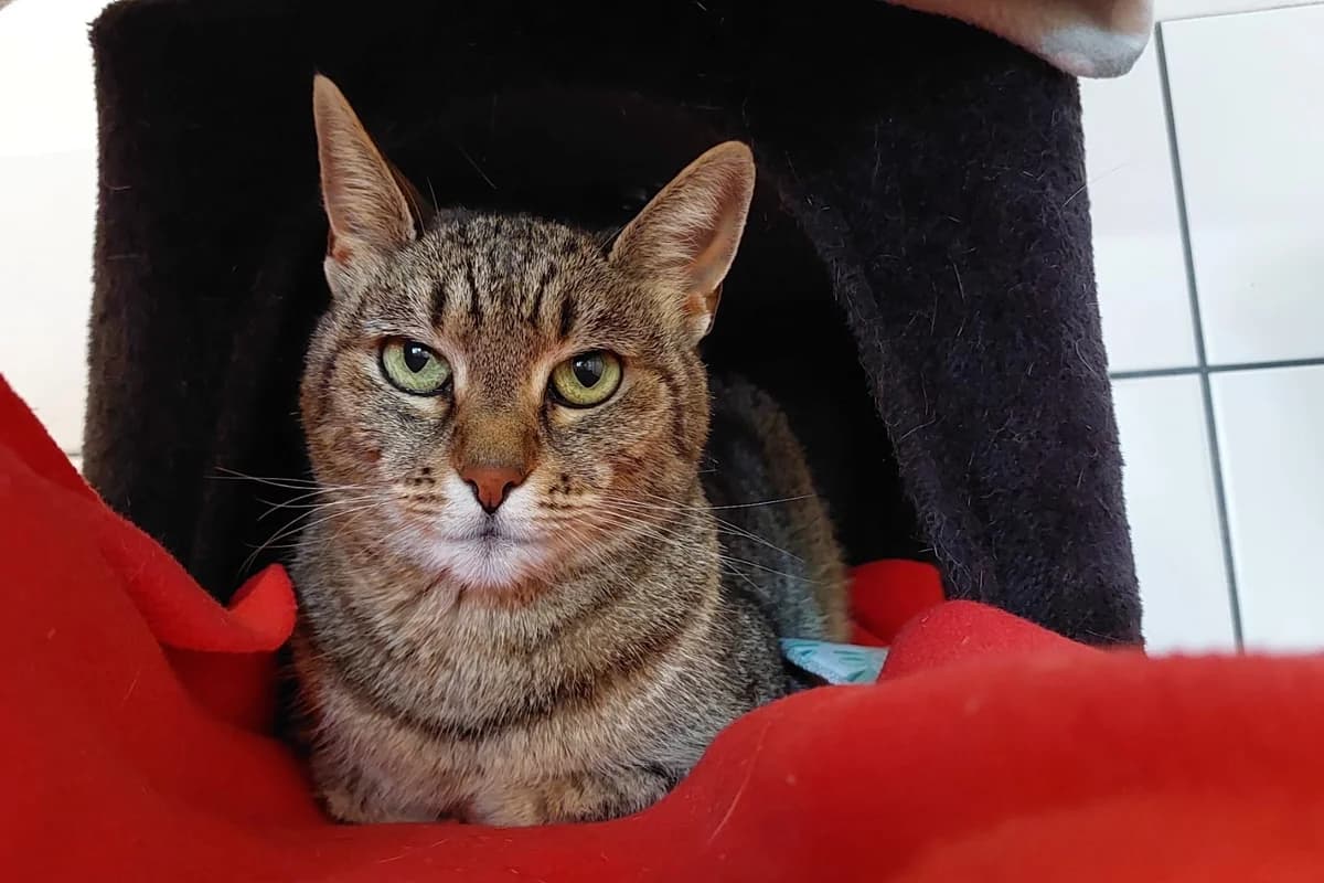 Mimi – Probewohnen, female Mixed Breed for adoption at Tierheim Starnberg, Starnberg