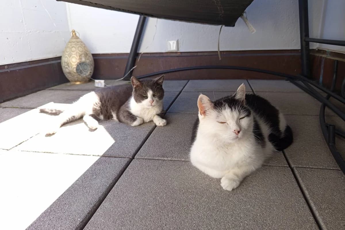 Pükes & Puk, male senior Mixed Breed for adoption at Tierheim Starnberg, Starnberg