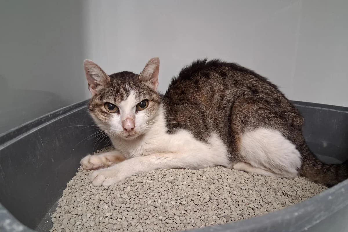 Fundkatze aus Berg, 03.10.26, female Mixed Breed for adoption at Tierheim Starnberg, Starnberg