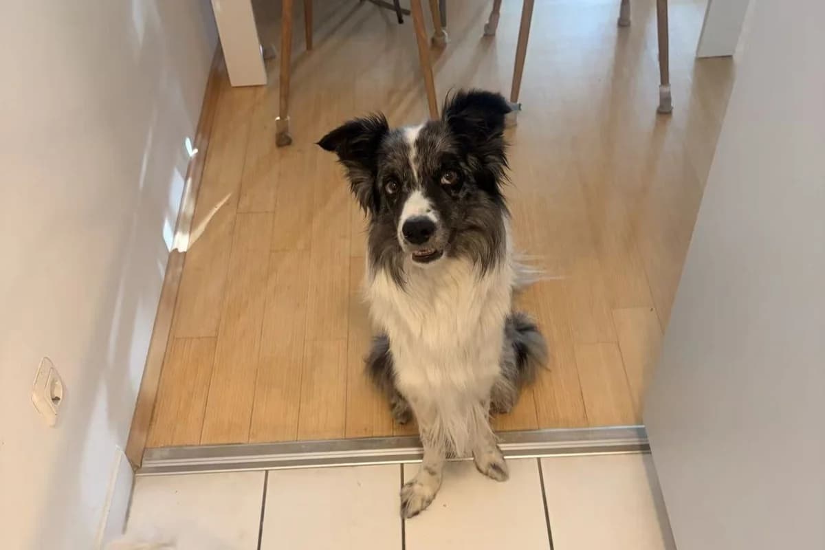 Pudding, merle male 5yo Border Collie for adoption at Tierheim Starnberg, Starnberg