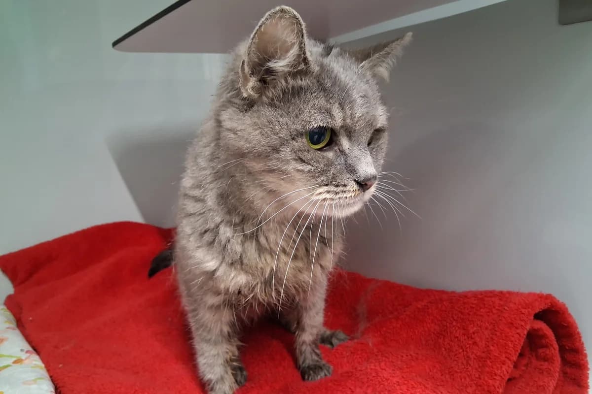 Fundkatze aus Starnberg, Moritz-von-Schwind-Str., weiblich, female Mixed Breed for adoption at Tierheim Starnberg, Starnberg