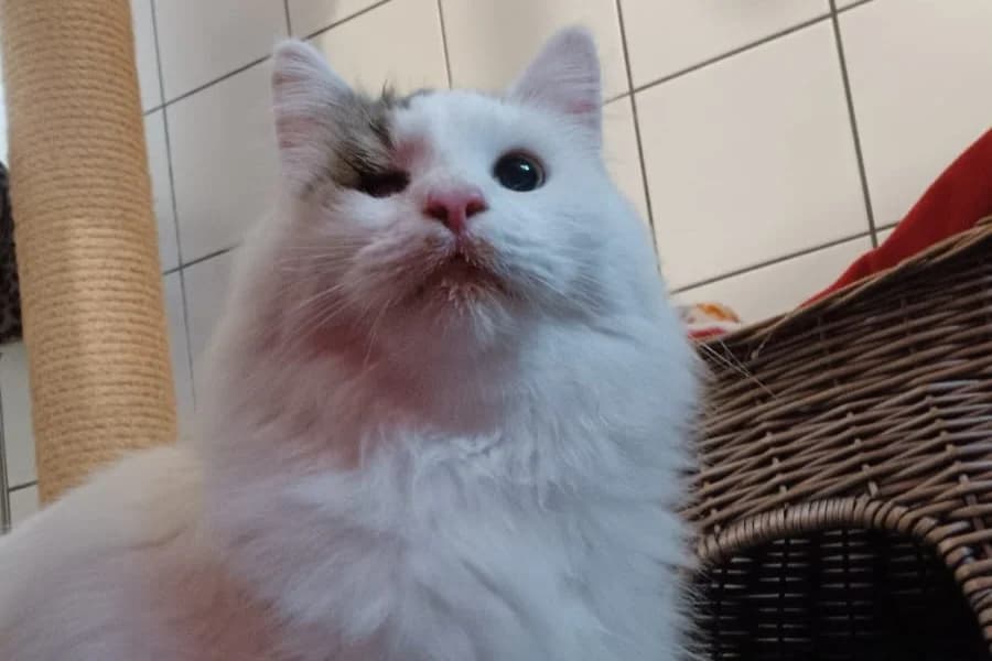Snowflake, female Mixed Breed for adoption at Tierheim Starnberg, Starnberg
