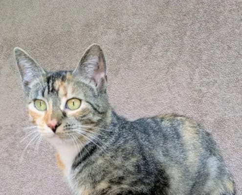 Ada Lovelace, female young Mixed Breed for adoption at Tierheim Stendal, Stendal