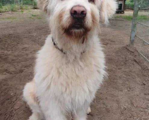 Baro, gold male Romanian Shepherd for adoption at Tierheim Stendal, Stendal