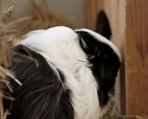 Flecky & Toffifee, male young Mixed Breed for adoption at Tierheim Stendal, Stendal