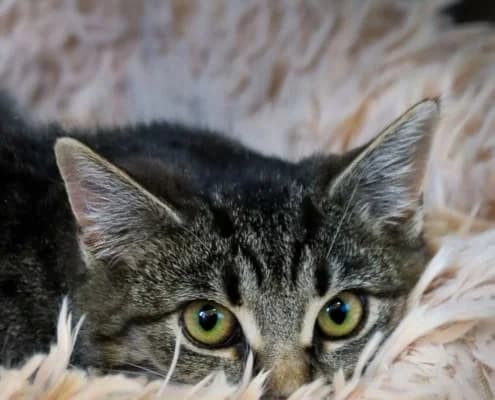 Ragatha & Zooble, female young Mixed Breed for adoption at Tierheim Stendal, Stendal