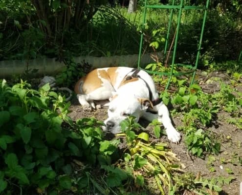 Wotan, male senior Pit Bull Terrier for adoption at Tierheim Stendal, Stendal