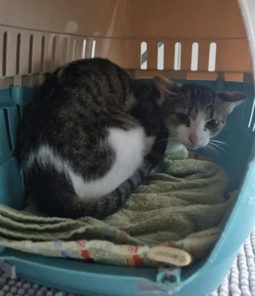 Ivy, female young European Shorthair for adoption at Tierheim Stuttgart, Stuttgart