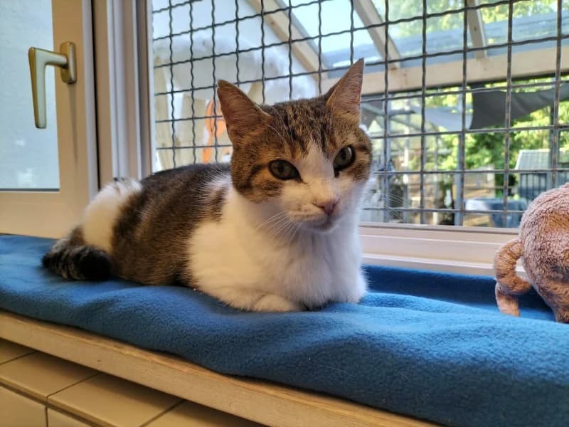 Viktor, male senior European Shorthair for adoption at Tierheim Stuttgart, Stuttgart