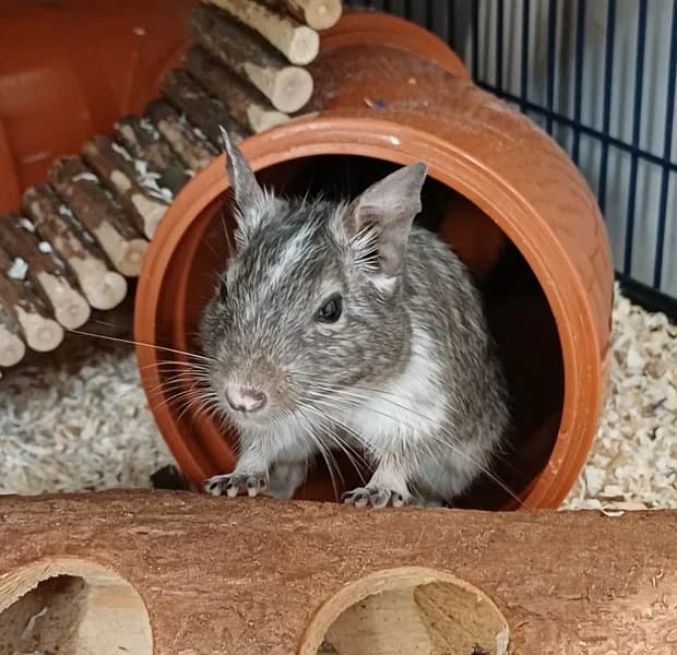 Lucy Tracy und Darcy, female young mixed breed for adoption at Tierheim Stuttgart, Stuttgart