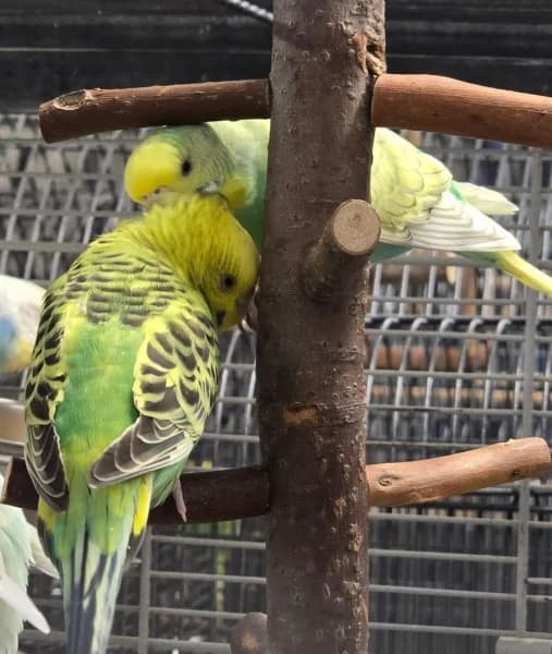 Ilvy und Ingeborg, female young mixed breed for adoption at Tierheim Stuttgart, Stuttgart