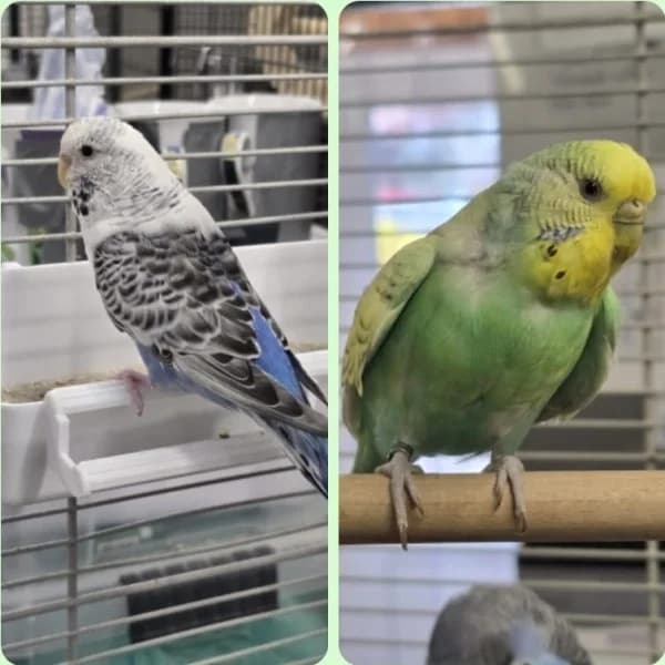 Ilse und Irmtraut, female young mixed breed for adoption at Tierheim Stuttgart, Stuttgart