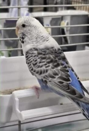 Irmtraut, female young mixed breed for adoption at Tierheim Stuttgart, Stuttgart
