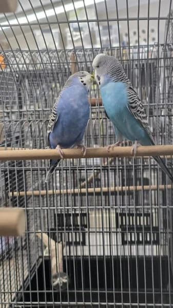 Bluey (2021) und Jimmi Blue (Alter unbekannt), male senior mixed breed for adoption at Tierheim Stuttgart, Stuttgart