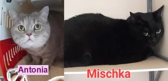 Antonia und Mischka, female 3yo British Shorthair for adoption at Tierheim Stuttgart, Stuttgart