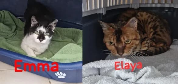 Emma (geb. ca. 2011) und Elaya, female senior European Shorthair for adoption at Tierheim Stuttgart, Stuttgart