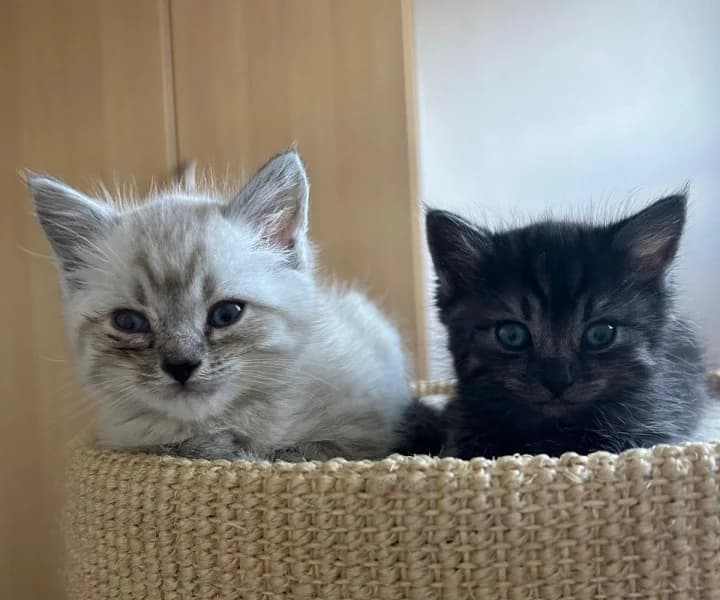 Yuna und Ayla, female puppy British Shorthair for adoption at Tierheim Stuttgart, Stuttgart