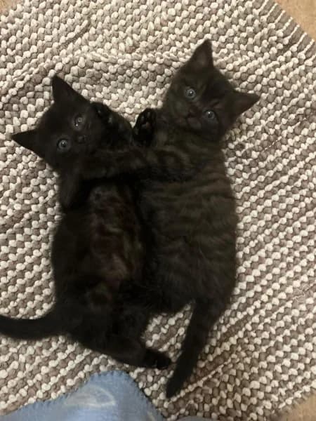 Niko und Vita, male puppy British Shorthair for adoption at Tierheim Stuttgart, Stuttgart
