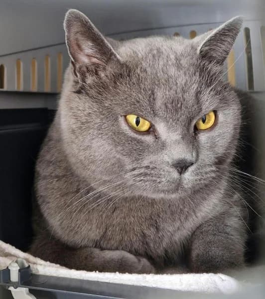 Hades, male 3yo British Shorthair for adoption at Tierheim Stuttgart, Stuttgart
