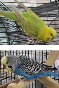 Susi und Strolch, male young mixed breed for adoption at Tierheim Stuttgart, Stuttgart