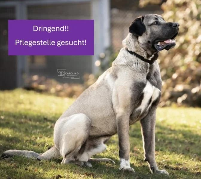 Emir, male young Mastiff for adoption at Tierheim Stuttgart, Stuttgart