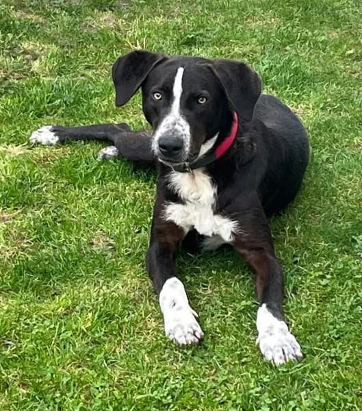 Elmo, male young Labrador Retriever for adoption at Tierheim Stuttgart, Stuttgart