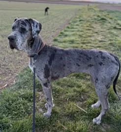 Olympia, female Great Dane for adoption at Tierheim Stuttgart, Stuttgart