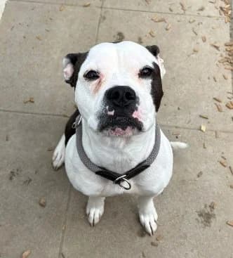Berta, female young English Bulldog for adoption at Tierheim Stuttgart, Stuttgart