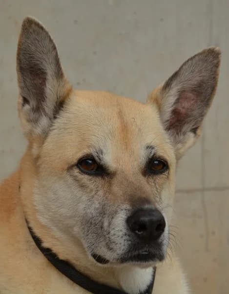 Olga, female senior Belgian Malinois for adoption at Tierheim Stuttgart, Stuttgart
