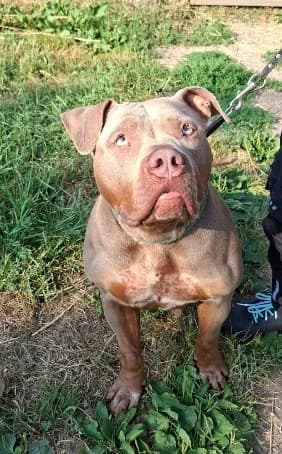 Nala, female 4yo English Bulldog for adoption at Tierheim Stuttgart, Stuttgart