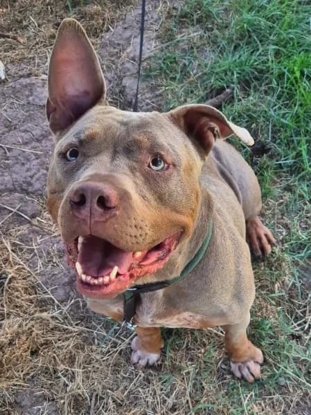 Nala, female 4yo American Staffordshire Terrier for adoption at Tierheim Stuttgart, Stuttgart