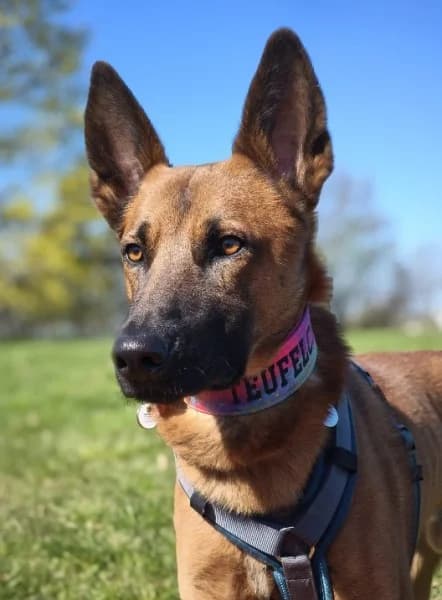 Hades, male young German Shepherd for adoption at Tierheim Stuttgart, Stuttgart