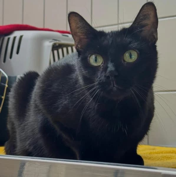 Molly, female 5yo European Shorthair for adoption at Tierheim Stuttgart, Stuttgart
