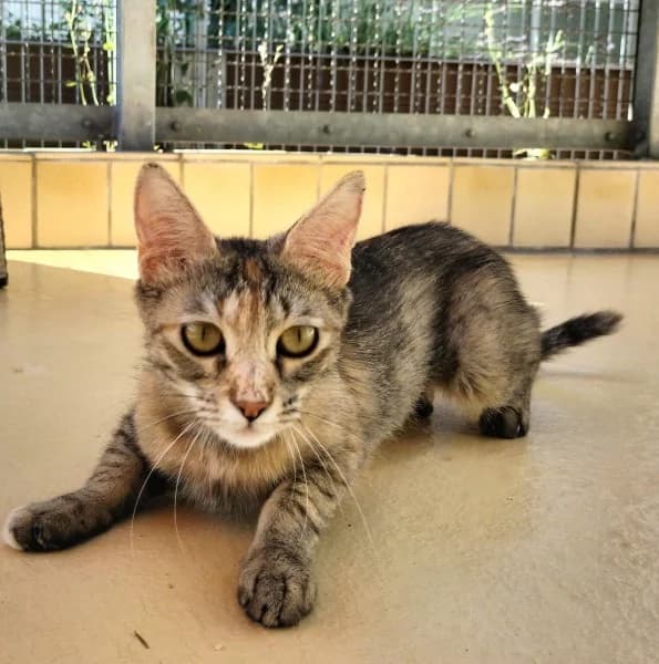 Tasha, female young European Shorthair for adoption at Tierheim Stuttgart, Stuttgart