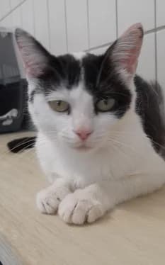 Lilly, female 6yo European Shorthair for adoption at Tierheim Stuttgart, Stuttgart
