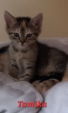 Tamika (res) Tajana (res) Tova und Tilda, female puppy European Shorthair for adoption at Tierheim Stuttgart, Stuttgart