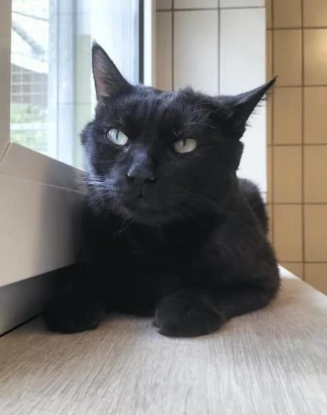 Jakob, male 4yo mixed breed for adoption at Tierheim Stuttgart, Stuttgart