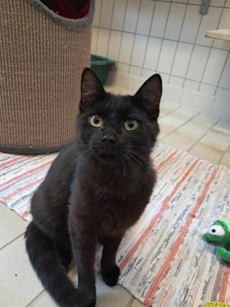 Theo, male puppy European Shorthair for adoption at Tierheim Stuttgart, Stuttgart