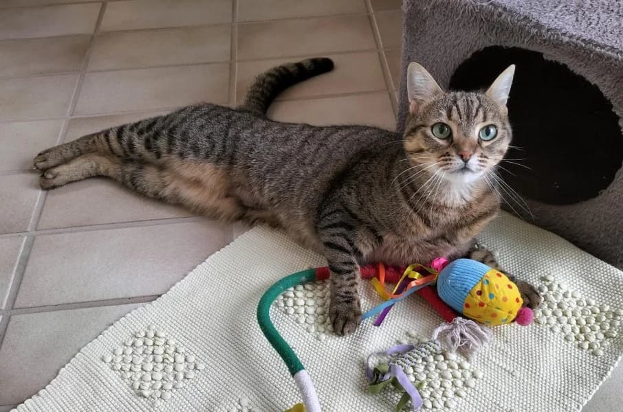 Queeny, female young European Shorthair for adoption at Tierheim Stuttgart, Stuttgart