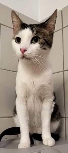 Toni, male 5yo European Shorthair for adoption at Tierheim Stuttgart, Stuttgart