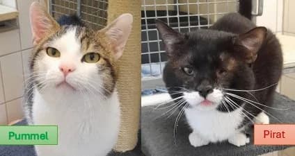 Pummel (ca.2022) und Pirat (ca.2021), male senior European Shorthair for adoption at Tierheim Stuttgart, Stuttgart