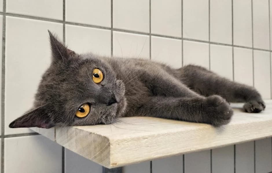 Berta, female 3yo British Shorthair for adoption at Tierheim Stuttgart, Stuttgart