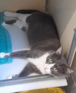 Skipper, male young European Shorthair for adoption at Tierheim Stuttgart, Stuttgart