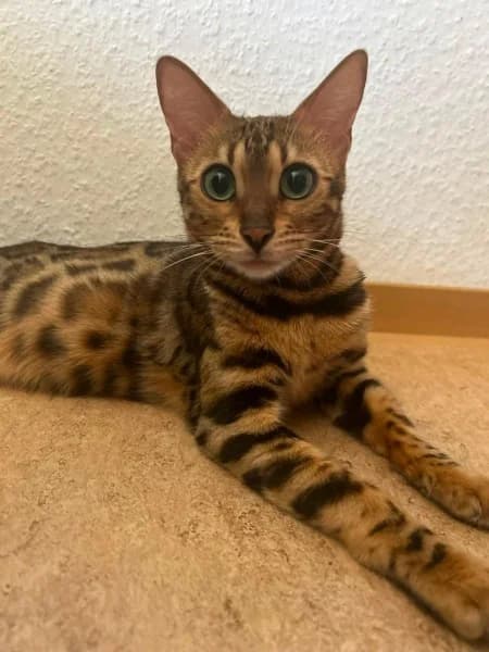 Yoko, female young Bengal for adoption at Tierheim Stuttgart, Stuttgart